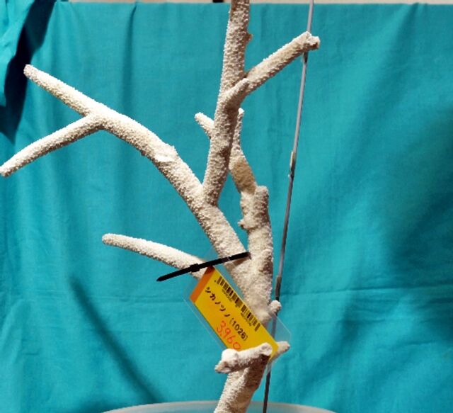 サンゴ特大希少入手困難輸入禁止