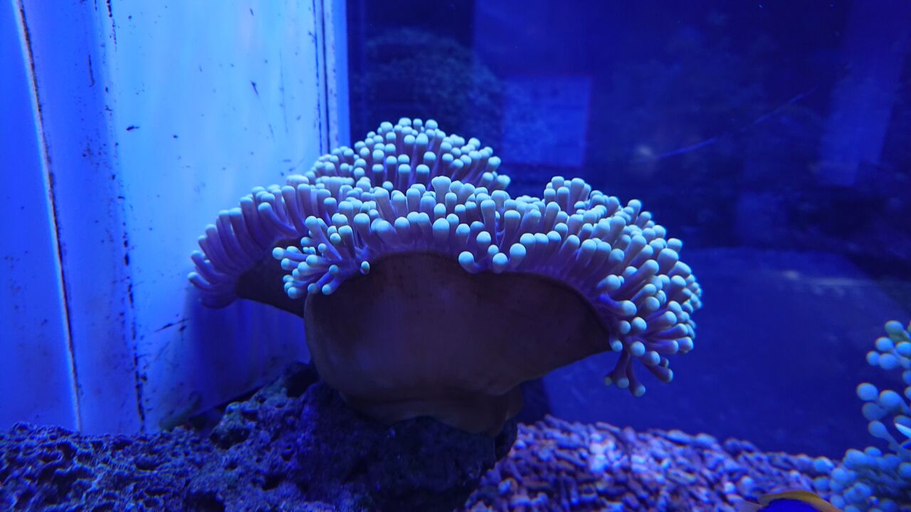 美しいイソギンチャクは いかがですか お魚 無脊椎のご紹介 海水魚のパイオニア 日海センター 日海フィッシュコム