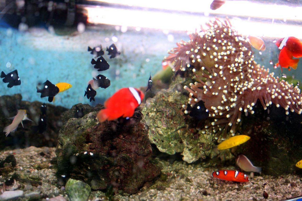 海水魚は 現地から どれぐらいの時間でくるのか 検証 くまぱぱのブログ 海水魚は 現地から どれぐらいの時間でくるのか 検証 くまぱぱのブログ