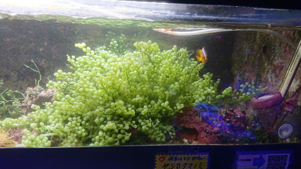 最大 Offクーポン 海水魚 海藻 センナリヅタ 岩なし １房 Shipsctc Org