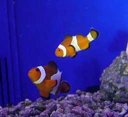 10121931_68eb836f22ebd