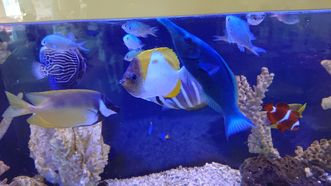 グリーンを楽しもうよパート2 お魚 無脊椎のご紹介 海水魚のパイオニア 日海センター 日海フィッシュコム グリーンを楽しもうよパート2 お魚 無脊椎のご紹介 海水魚のパイオニア 日海センター 日海フィッシュコム