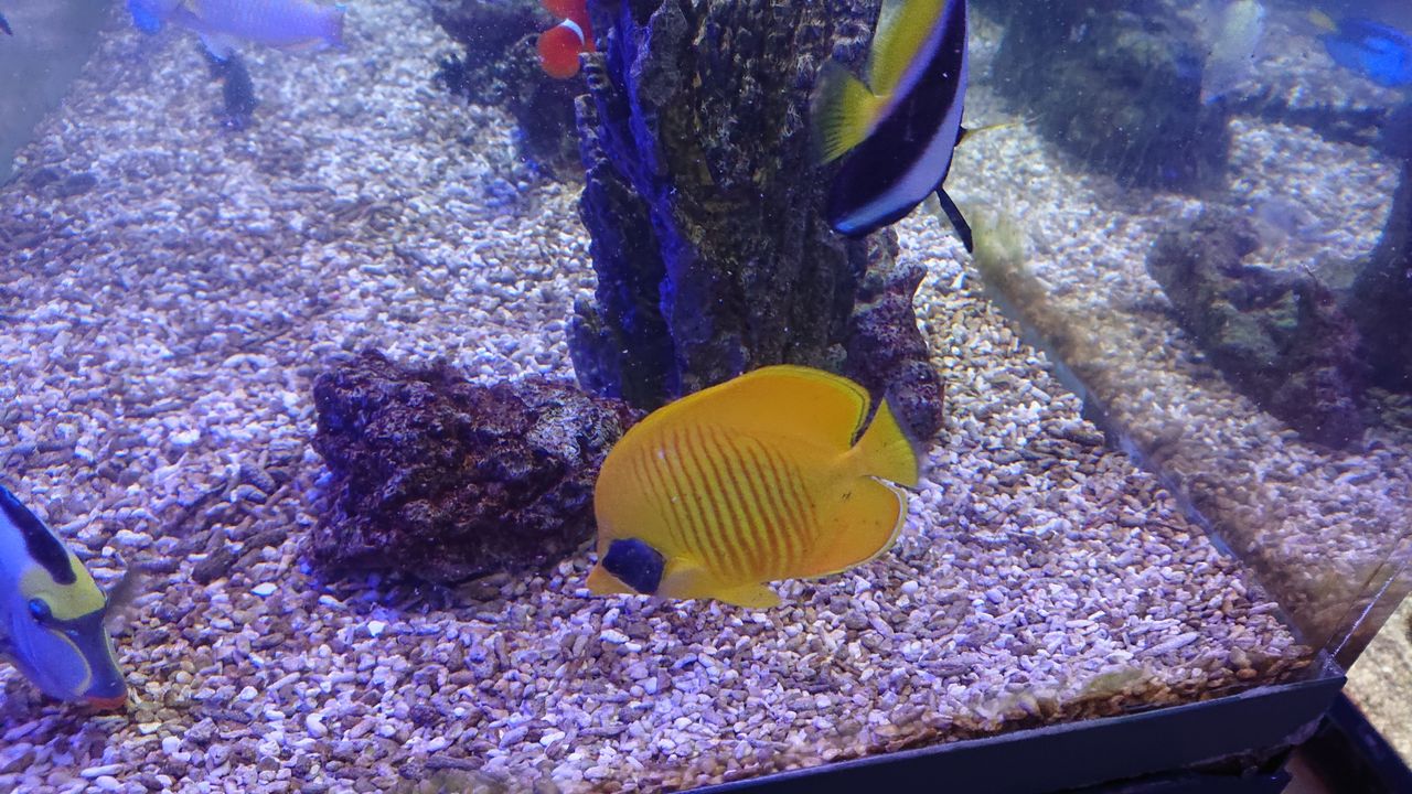 海水魚 くまぱぱのブログ 海水魚 くまぱぱのブログ