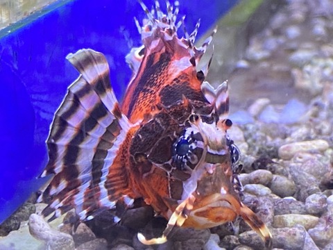 乾燥エサを食べる キミオコゼ 凄いですね お客様のエピソード 海水魚のパイオニア 日海センター 日海フィッシュコム