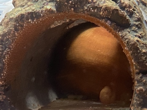 S__56090630