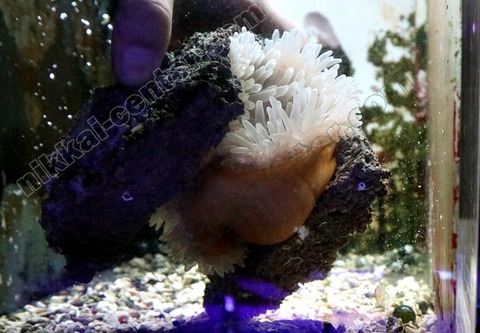 アネモネロック (6)