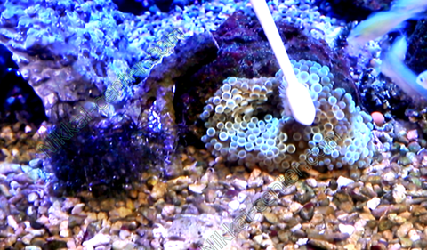 イソギンチャクが 捕食していくシーン 撮れました イソギンチャクについて 海水魚のパイオニア 日海センター 日海フィッシュコム