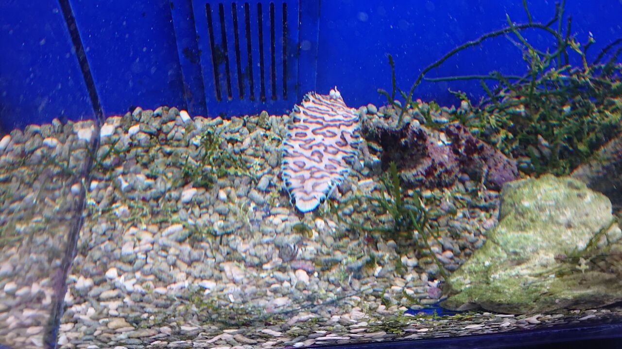 クリーナー達のご紹介ですよ お魚 無脊椎のご紹介 海水魚のパイオニア 日海センター 日海フィッシュコム