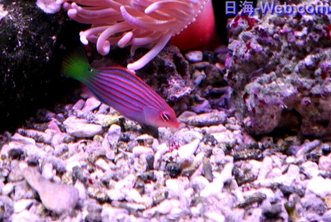 ニセモチノウオ