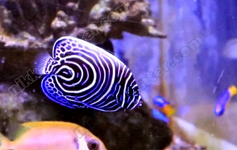 capture-20210916-174552