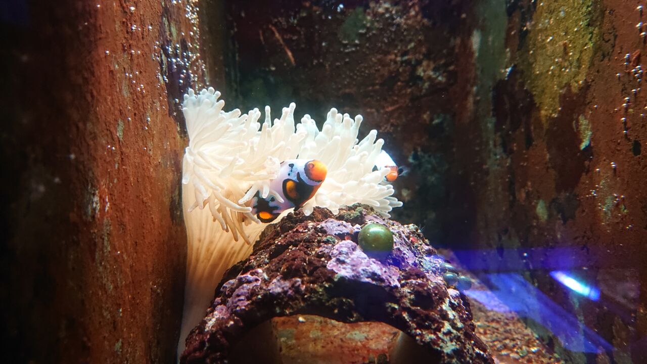 イソギンチャクとクマノミ くまぱぱのブログ