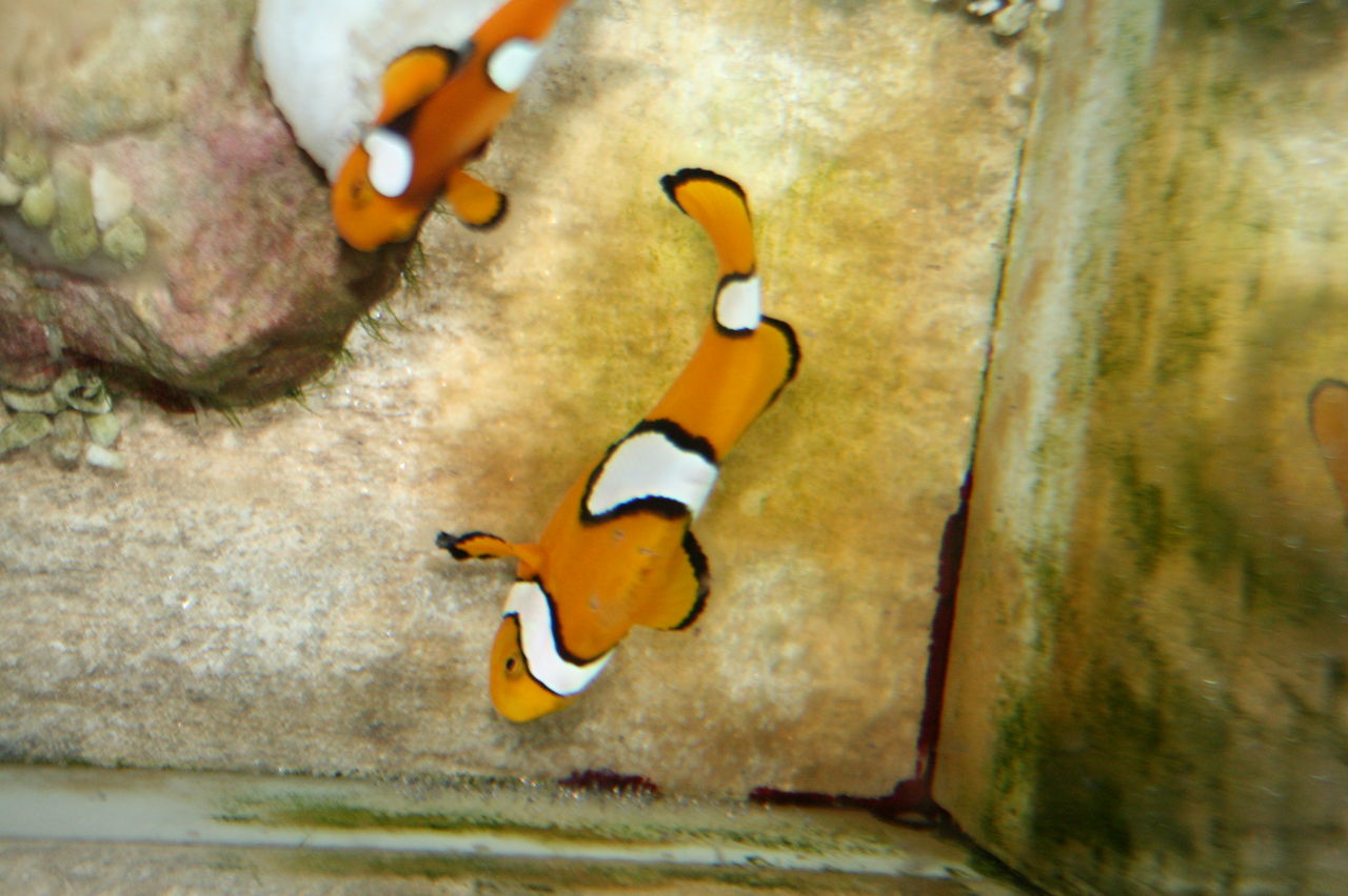 産卵 くまぱぱのブログ