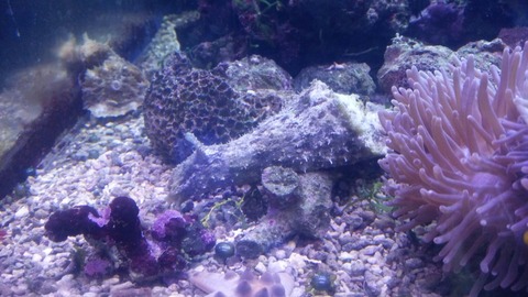 [画像:cb2f6e90-s.jpg]