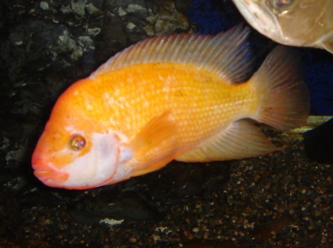 お魚大好き君の淡水美魚写真集だよ くまぱぱのブログ