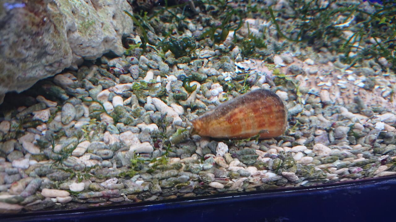 海のお掃除屋さん大集合 お魚 無脊椎のご紹介 海水魚のパイオニア 日海センター 日海フィッシュコム