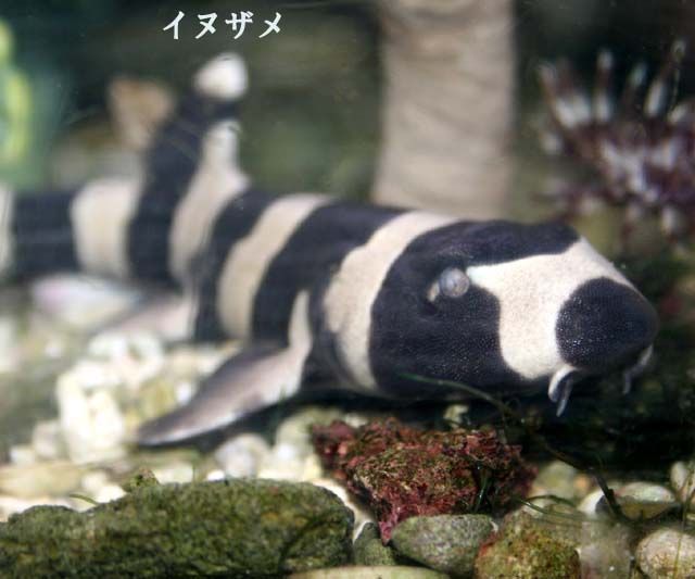 サメってかっこいい くまぱぱのブログ