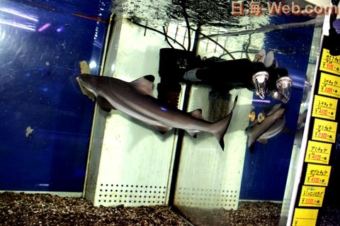 ブラックチップシャークのお食事・・・・ | サメのご紹介 | 海水魚の