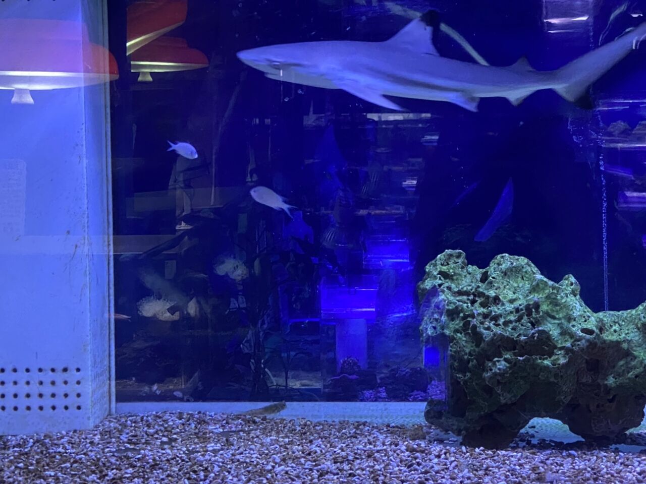 サメが 一つ 成長 くまぱぱのブログ