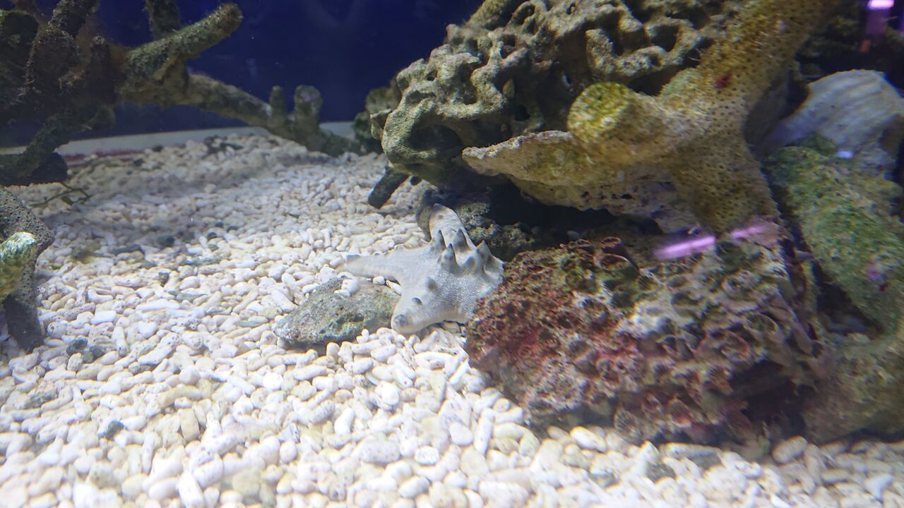 コブヒトデ君の驚愕の能力とは お魚 無脊椎のご紹介 海水魚のパイオニア 日海センター 日海フィッシュコム コブヒトデ君の驚愕の能力とは お魚 無脊椎のご紹介 海水魚のパイオニア 日海センター 日海フィッシュコム
