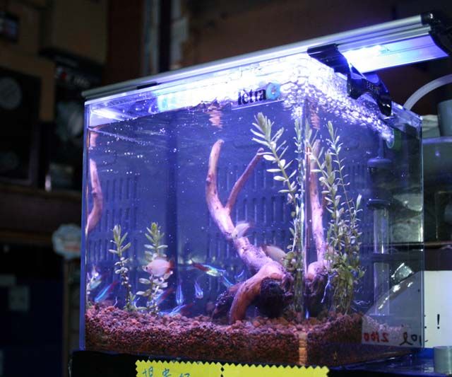 テトラスマート熱帯魚飼育セット これ良いね。 : くまぱぱのブログ