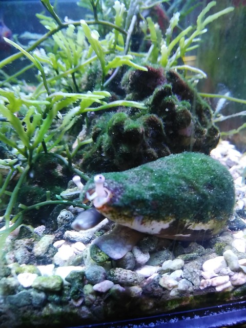 マガキ貝の 体操 それとも スタッフブログ 海水魚のパイオニア 日海センター 日海フィッシュコム