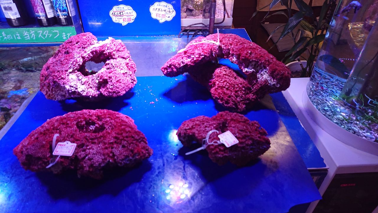 飾りサンゴ　赤いパイプサンゴ　デスロック