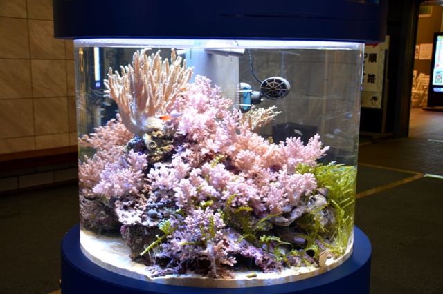名古屋港水族館 その２ くまぱぱのブログ
