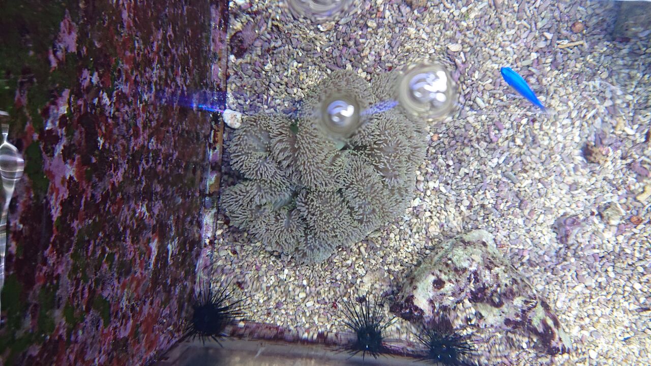 イソギンチャクを楽しもうよ イソギンチャクについて 海水魚のパイオニア 日海センター 日海フィッシュコム