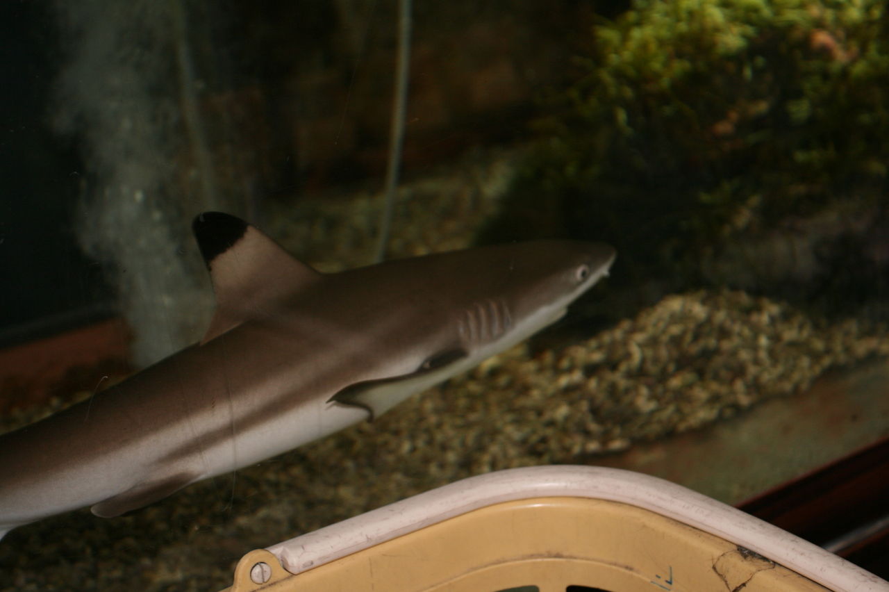 先日 インドネシアは ジャカルタから来日した ブラックチップシャーク くまぱぱのブログ