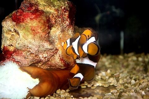 イエロータン、クマノミ二匹ペア