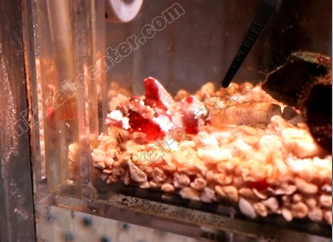 capture-20210916-174705