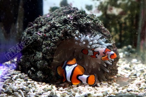 アネモネロック