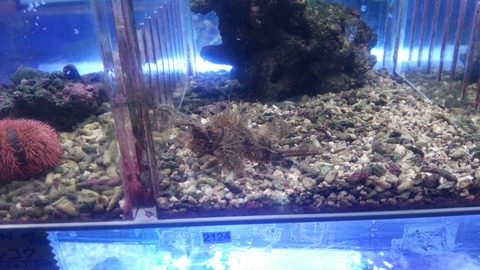 [画像:da62c5aa-s.jpg]