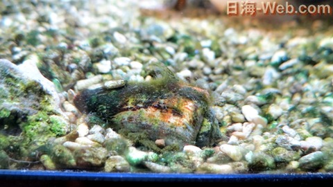 マガキガイの産卵 お客様のエピソード 海水魚のパイオニア 日海センター 日海フィッシュコム マガキガイの産卵 お客様のエピソード 海水魚のパイオニア 日海センター 日海フィッシュコム