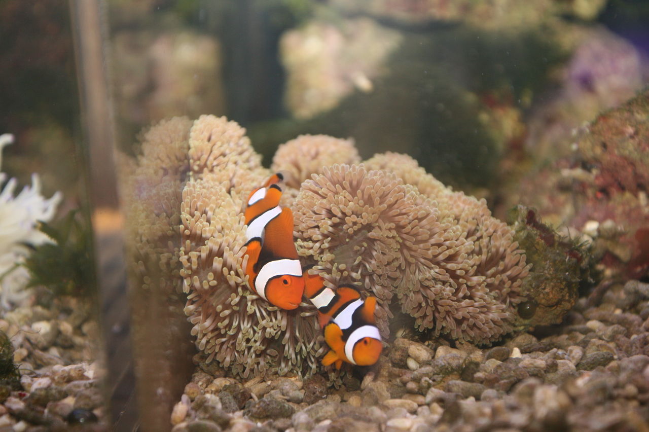 ② 海水魚 ハタゴイソギンチャク おまけでペルクラクラウン2匹