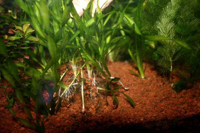 水草 大繁茂中 移動した水草は もとに戻す これが くまぱぱのブログ 水草 大繁茂中 移動した水草は もとに戻す これが くまぱぱのブログ