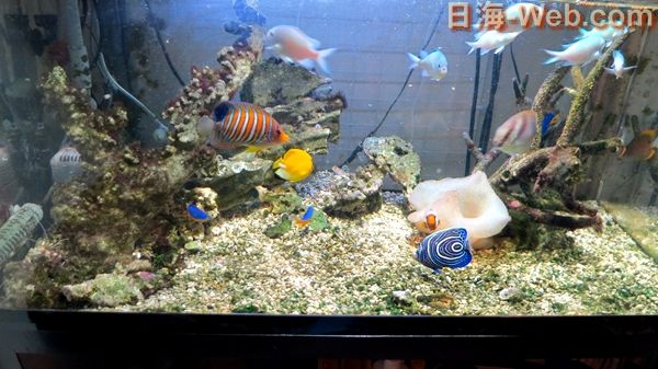 マガキガイの産卵 お客様のエピソード 海水魚のパイオニア 日海センター 日海フィッシュコム マガキガイの産卵 お客様のエピソード 海水魚のパイオニア 日海センター 日海フィッシュコム