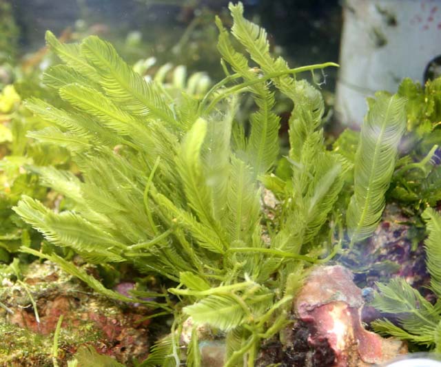 皆さん 海草をご存じだろうか これが くまぱぱのブログ 皆さん 海草をご存じだろうか これが くまぱぱのブログ