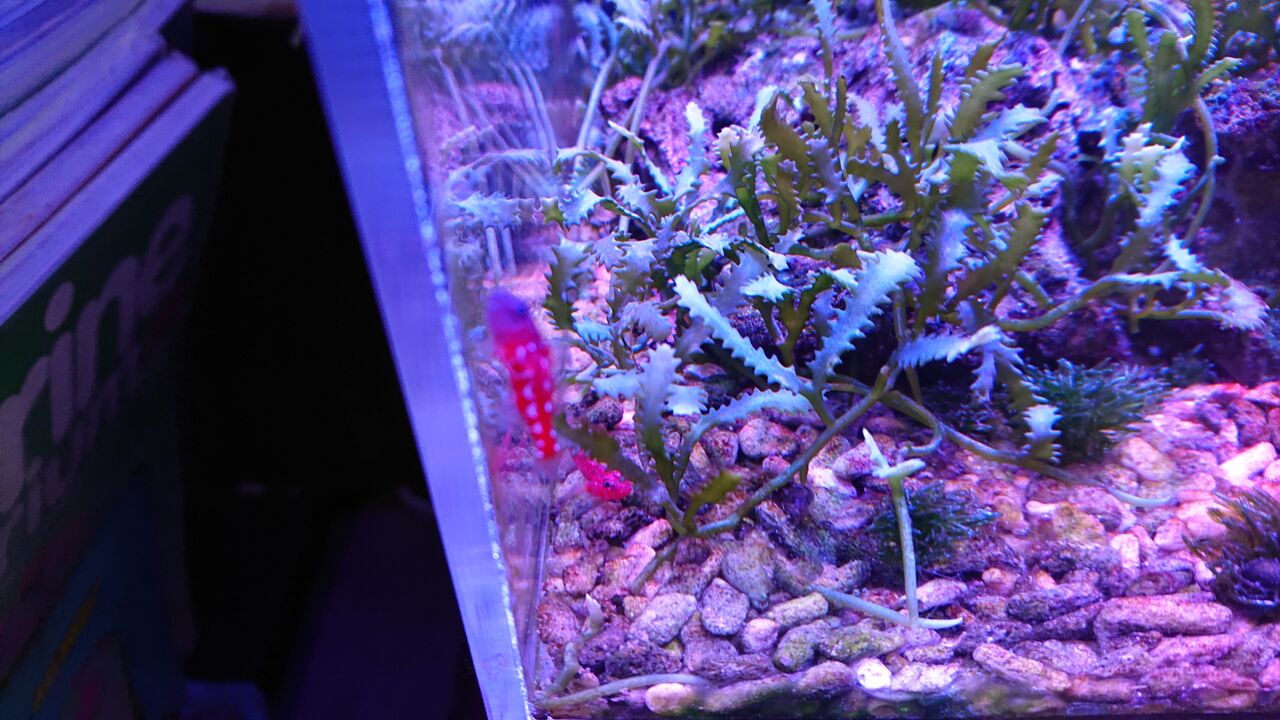 綺麗どころのご紹介ですよ お魚 無脊椎のご紹介 海水魚のパイオニア 日海センター 日海フィッシュコム 綺麗どころのご紹介ですよ お魚 無脊椎のご紹介 海水魚のパイオニア 日海センター 日海フィッシュコム