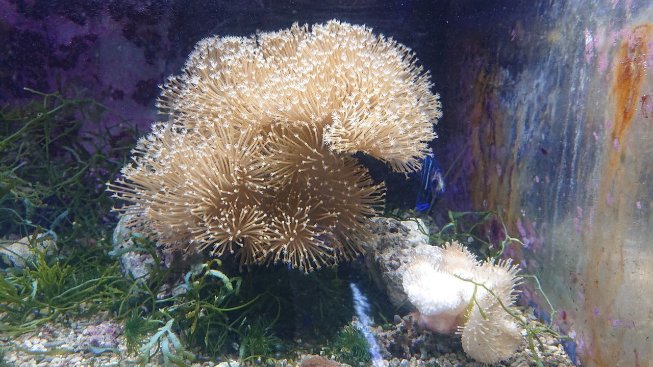秋です キノコはいかが お魚 無脊椎のご紹介 海水魚のパイオニア 日海センター 日海フィッシュコム
