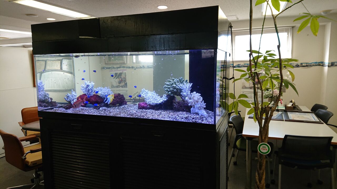 特別セール品】 130cm水槽 ガラス ienomat.com.br
