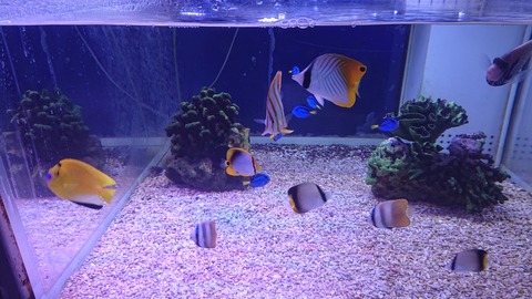 DSC_2450