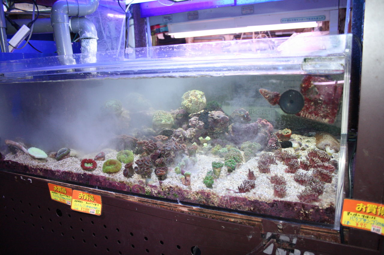 サンゴ水槽には カルシウムを添加しよう くまぱぱのブログ