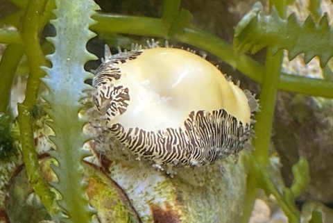 S__5054469
