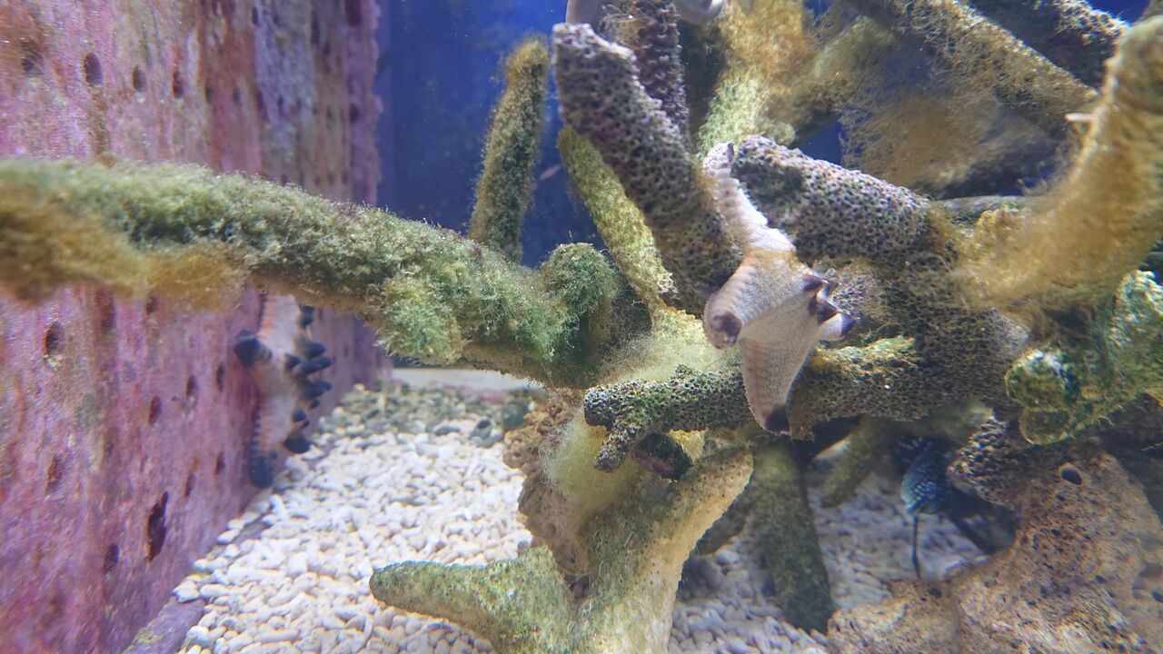 コブヒトデ君の驚愕の能力とは お魚 無脊椎のご紹介 海水魚のパイオニア 日海センター 日海フィッシュコム コブヒトデ君の驚愕の能力とは お魚 無脊椎のご紹介 海水魚のパイオニア 日海センター 日海フィッシュコム