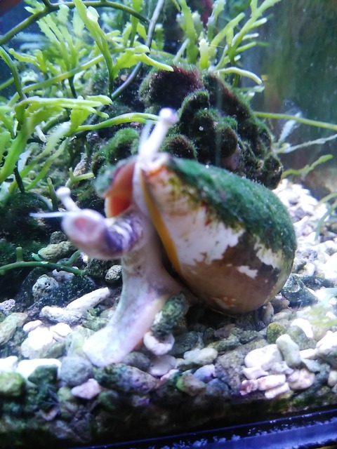 マガキ貝の 体操 それとも スタッフブログ 海水魚のパイオニア 日海センター 日海フィッシュコム