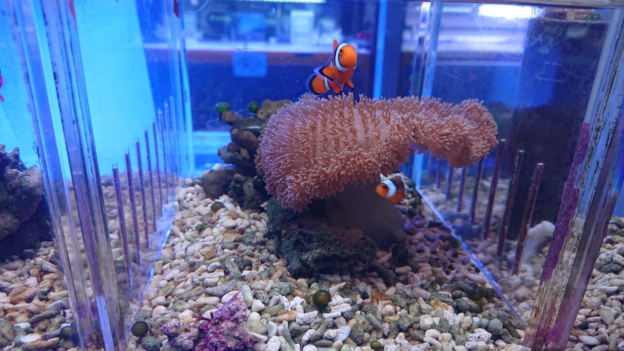美しいイソギンチャクは いかがですか お魚 無脊椎のご紹介 海水魚のパイオニア 日海センター 日海フィッシュコム