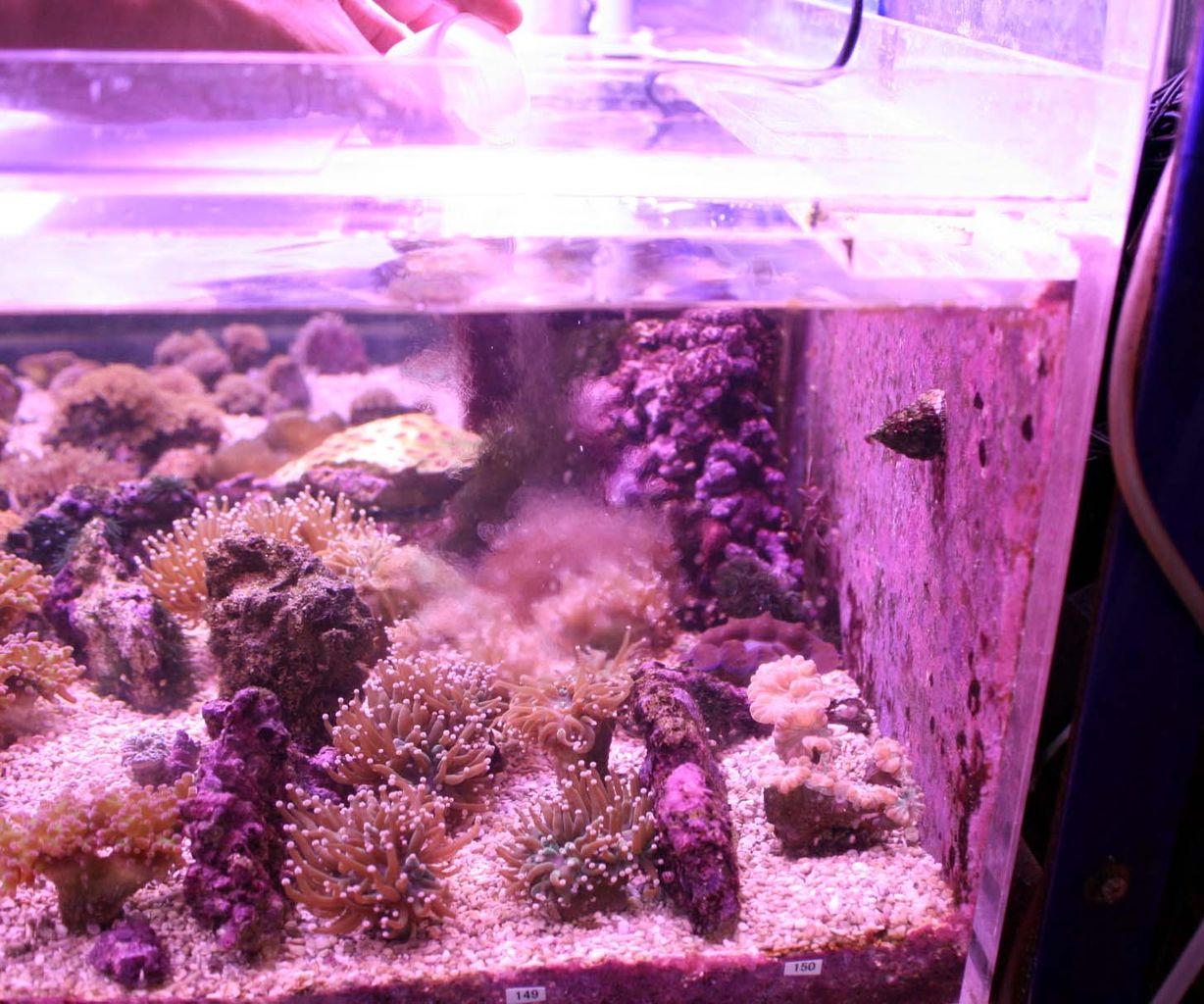 ついに入荷 カミハタ アンチレッド ２５０ｍｌ 海水用 赤ゴケ 藍藻 シアノバクテリア Shipsctc Org