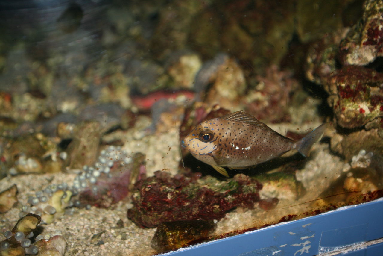 魚って どうやって 寝ているのだろうか くまぱぱのブログ