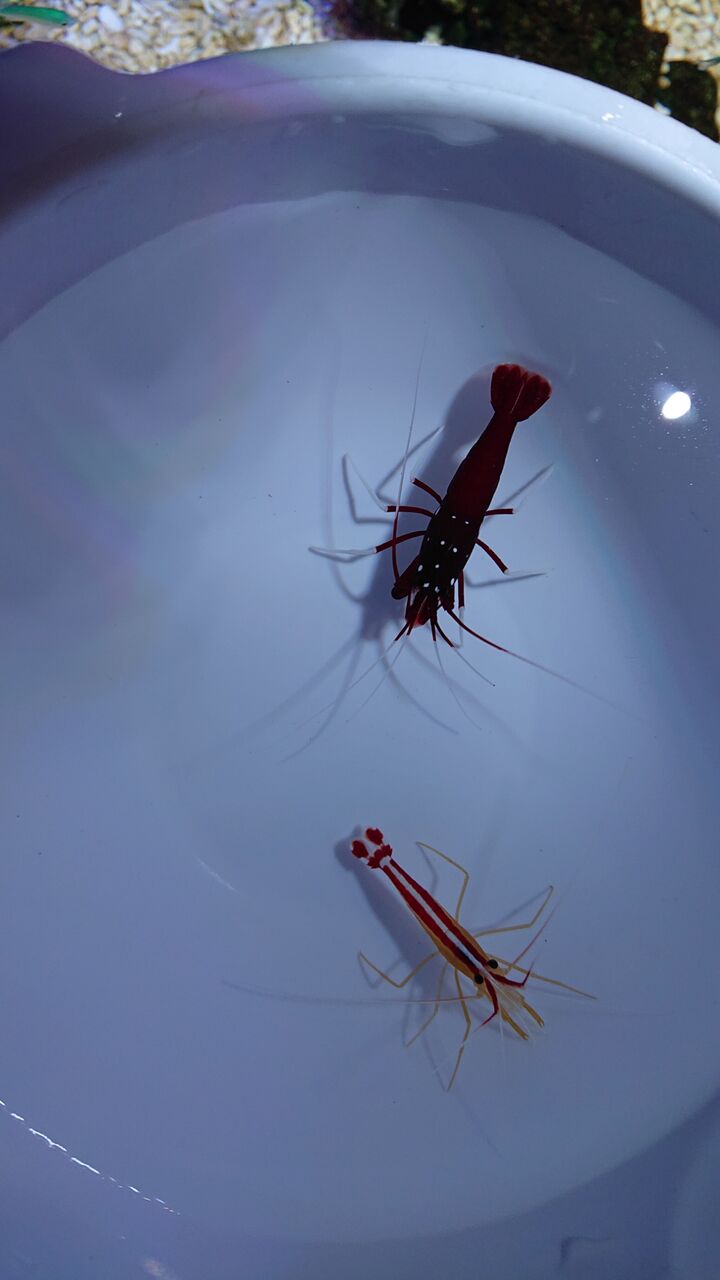 海水魚 くまぱぱのブログ 海水魚 くまぱぱのブログ